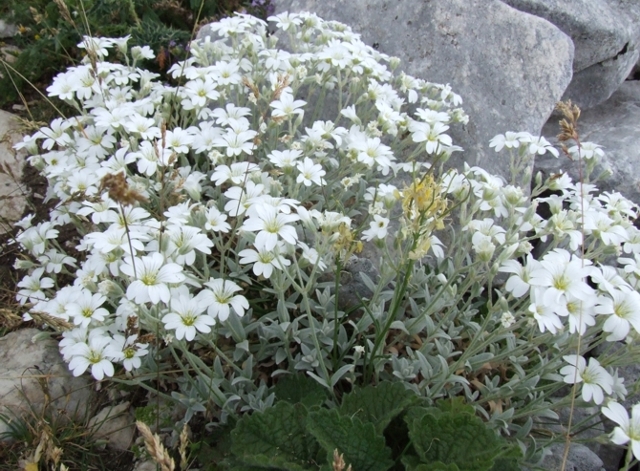 cerastium tomentosum